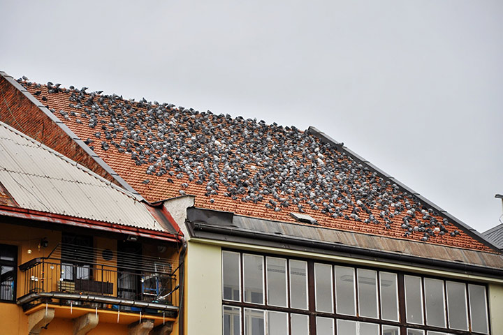 A2B Pest Control are able to install spikes to deter birds from roofs in M. 