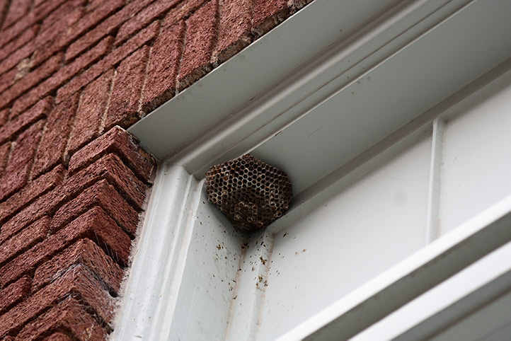 We provide a wasp nest removal service for domestic and commercial properties in M.